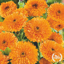 Attēlu rezultāti vaicājumam “Calendula officinalis”