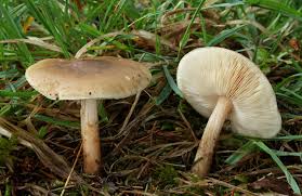 Image result for Melanoleuca rasilis var. pseudoluscina