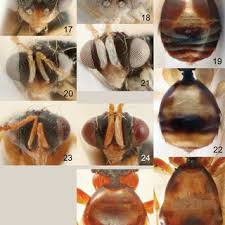 Attēlu rezultāti vaicājumam “Orthosia sp.”