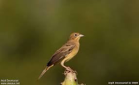 Image result for Emberiza melanocephala