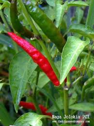 Afbeeldingsresultaat voor naga jolokia hot pepper