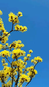 Attēlu rezultāti vaicājumam “Cornus mas flower”