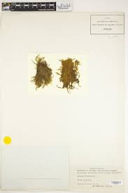 Attēlu rezultāti vaicājumam “Drepanocladus aduncus var. polycarpon”