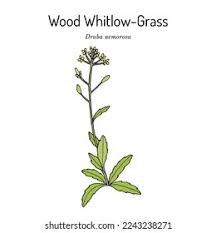 Attēlu rezultāti vaicājumam “Draba nemorosa”