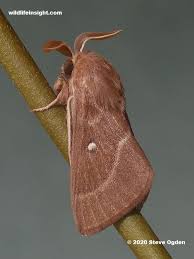 Attēlu rezultāti vaicājumam “Lasiocampa trifolii”