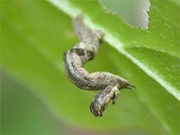 Attēlu rezultāti vaicājumam “Selenia dentaria larva”