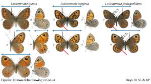 Attēlu rezultāti vaicājumam “Lasiommata megera underside”