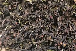 Attēlu rezultāti vaicājumam “Schistidium robustum sporophyte”