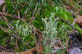 Attēlu rezultāti vaicājumam “Cladonia coniocraea”