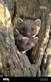 Attēlu rezultāti vaicājumam “Martes”