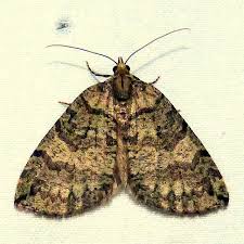 Attēlu rezultāti vaicājumam “Hydriomena furcata”