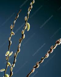 Attēlu rezultāti vaicājumam “Salix caprea bud”