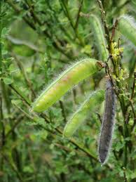 Attēlu rezultāti vaicājumam “Cytisus scoparius fruit”