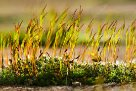 Attēlu rezultāti vaicājumam “Tortula subulata sporophyte”