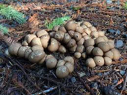 Attēlu rezultāti vaicājumam “Campylopus pyriformis sporophyte”