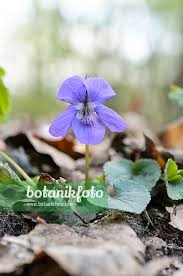 Attēlu rezultāti vaicājumam “Viola reichenbachiana”