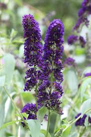 Image result for Buddleja davidii