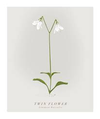 Attēlu rezultāti vaicājumam “Linnaea borealis flower”