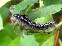 Attēlu rezultāti vaicājumam “Euproctis similis”