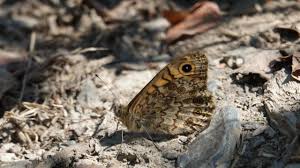 Attēlu rezultāti vaicājumam “Lasiommata megera underside”