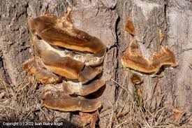 Attēlu rezultāti vaicājumam “Coriolopsis trogii”