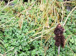 Attēlu rezultāti vaicājumam “Cardamine amara”