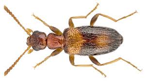 Attēlu rezultāti vaicājumam “Anthicidae”