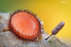 Attēlu rezultāti vaicājumam “Stemonitopsis typhina young”