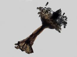 Attēlu rezultāti vaicājumam “Craterium leucocephalum var. scyphoides stalked”