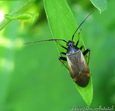 Attēlu rezultāti vaicājumam “Adelphocoris seticornis”