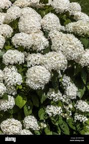 Attēlu rezultāti vaicājumam “Hydrangea arborescens subsp. discolor flower”