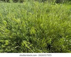 Attēlu rezultāti vaicājumam “Anisantha tectorum fruit”