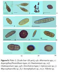 Attēlu rezultāti vaicājumam “Craterium aureonucleatum spores”