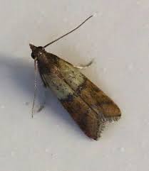 Attēlu rezultāti vaicājumam “Plodia interpunctella”