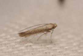 Attēlu rezultāti vaicājumam “Lyonetiidae”