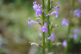 Attēlu rezultāti vaicājumam “Lobelia dortmanna bud”