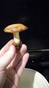 Attēlu rezultāti vaicājumam “Suillus granulatus”