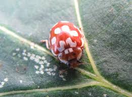 Attēlu rezultāti vaicājumam “Myrrha octodecimguttata”