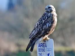 Image result for Buteo lagopus