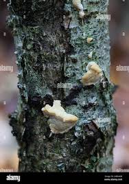 Attēlu rezultāti vaicājumam “Antrodiella”