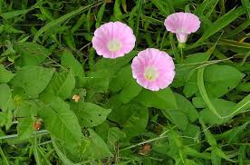 Attēlu rezultāti vaicājumam “Calystegia inflata”