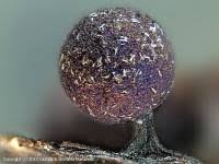 Attēlu rezultāti vaicājumam “Lamproderma arcyrioides spores”