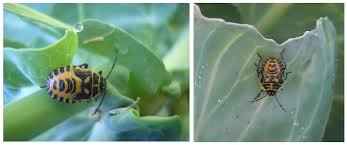 Attēlu rezultāti vaicājumam “Eurydema oleracea imago”