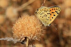 Attēlu rezultāti vaicājumam “Lycaeniinae”
