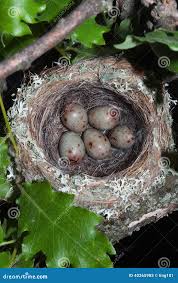 Attēlu rezultāti vaicājumam “Fringilla coelebs nest”