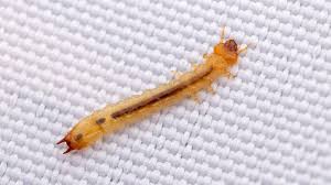 Attēlu rezultāti vaicājumam “Pyrochroidae larva”