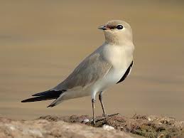 Image result for Glareola pratincola
