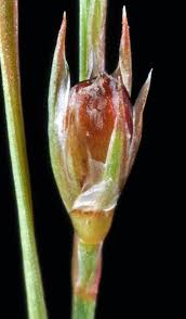 Attēlu rezultāti vaicājumam “Juncus bufonius bud”