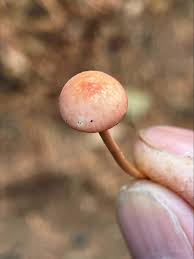 Attēlu rezultāti vaicājumam “Mycena rosella”