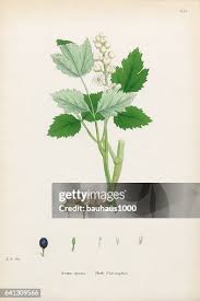 Attēlu rezultāti vaicājumam “Actaea spicata leaf”